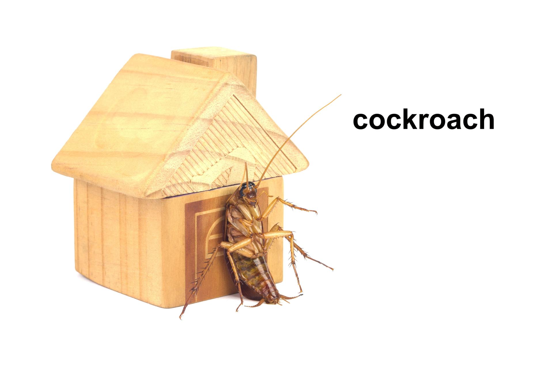 House models and cockroaches sitting in the door can not enter the house. The house concept that has a cockroach protection system